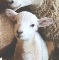 Česká republika je ode dneška sezónně prostá katarální horečky ovcí